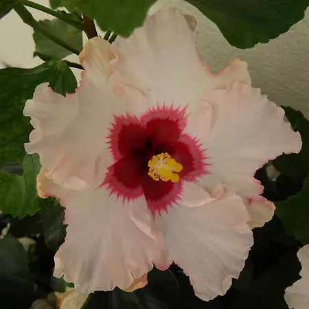 Residencial Geranios 13 Costa del Silencio