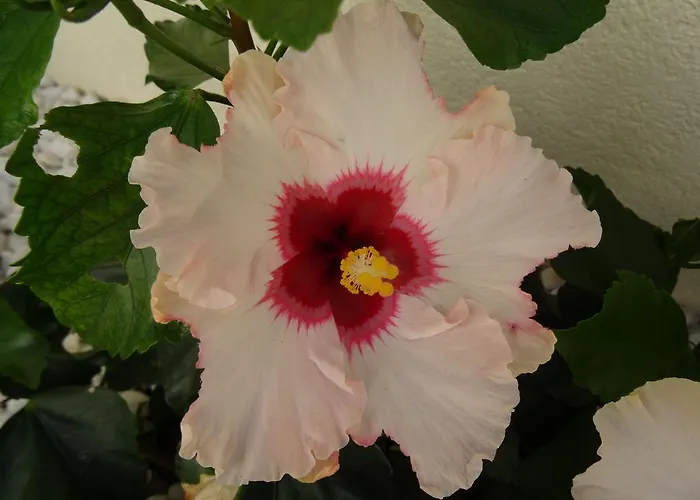 Residencial Geranios 13 طوستا ديل سيلونثيو